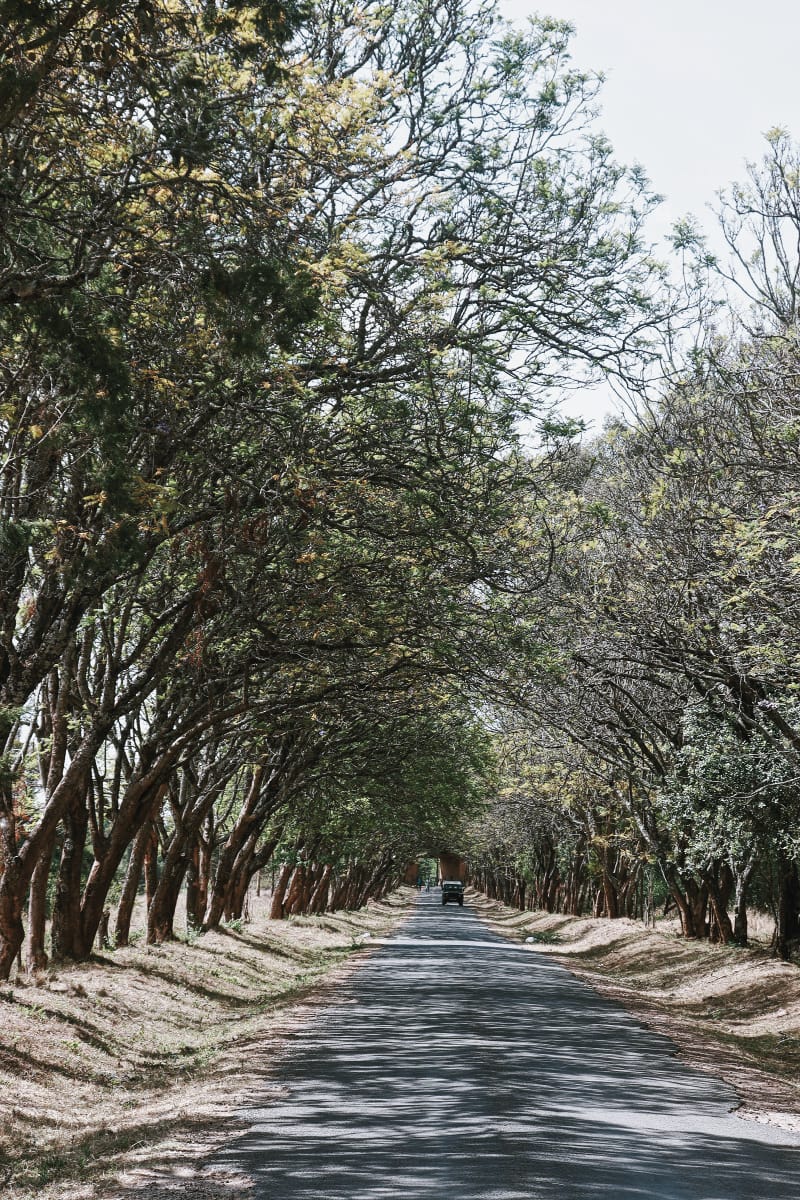 Canopy Trails